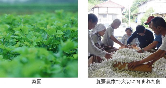 桑園・養蚕農家で大切に育まれた繭