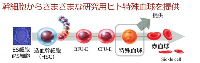 画像:幹細胞からさまざまな研究用ヒト特殊血球を提供