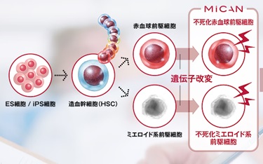 Mylc細胞の生成