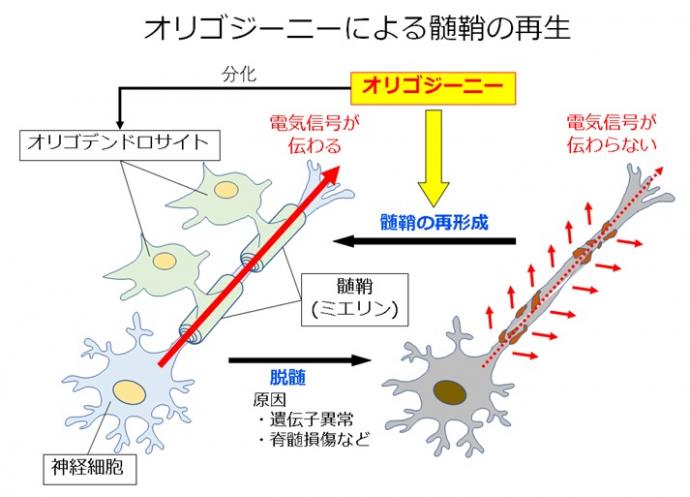 髄鞘の再生