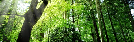 森林イメージ