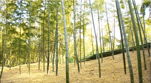テンコの竹林