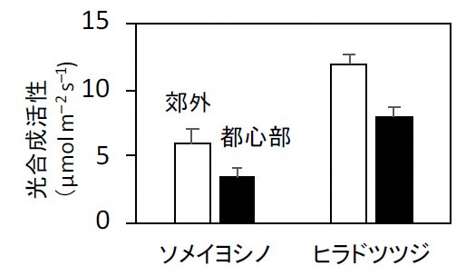 ソメイヨシノとヒラドツツジの光合成活性の比較2