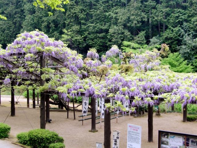 才の神の藤2