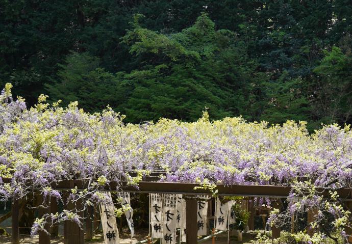 才の神のフジの写真です。