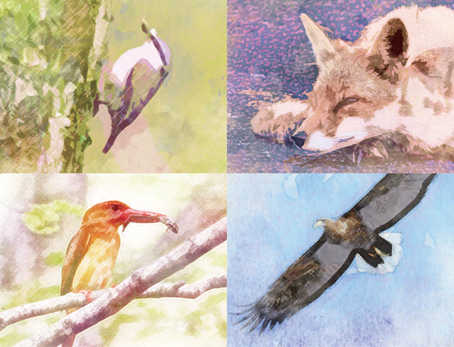 イラスト風に加工した野生動物の画像