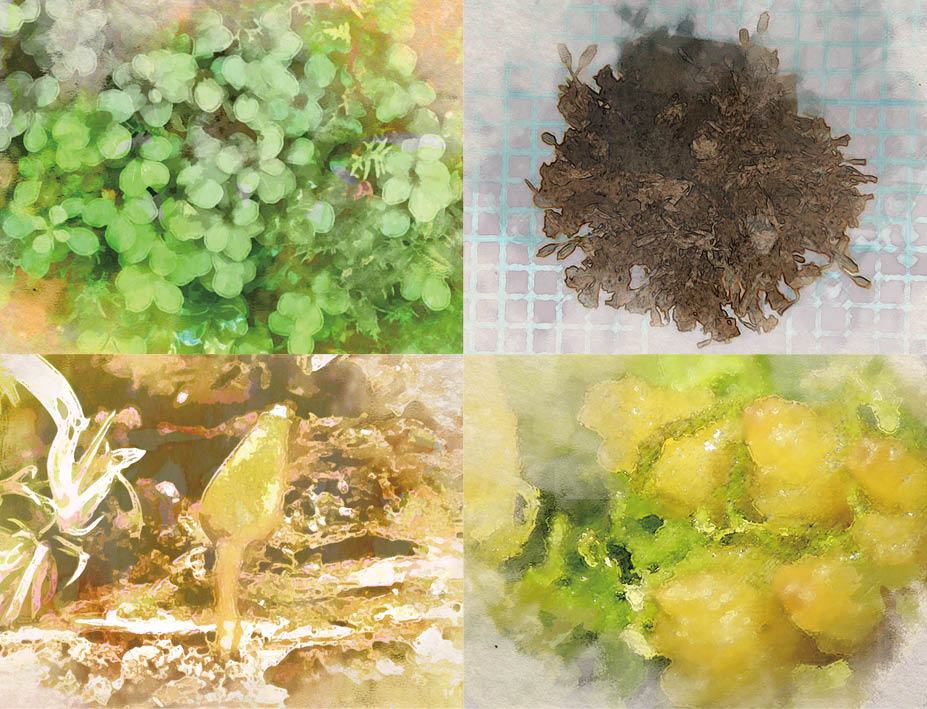 京都府の野生植物・菌類をイメージしたイラスト