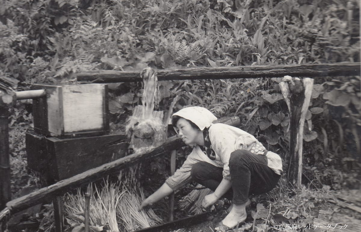 写真12　フキを洗う人。尾越。1960年頃。