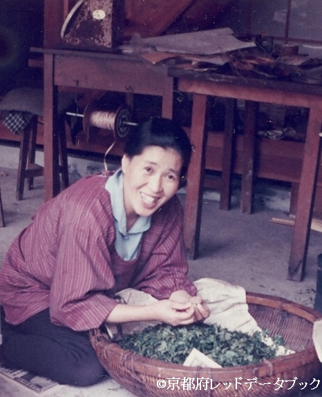 写真13　サンショウの軸を取り除いているところ。鞍馬。1974年。