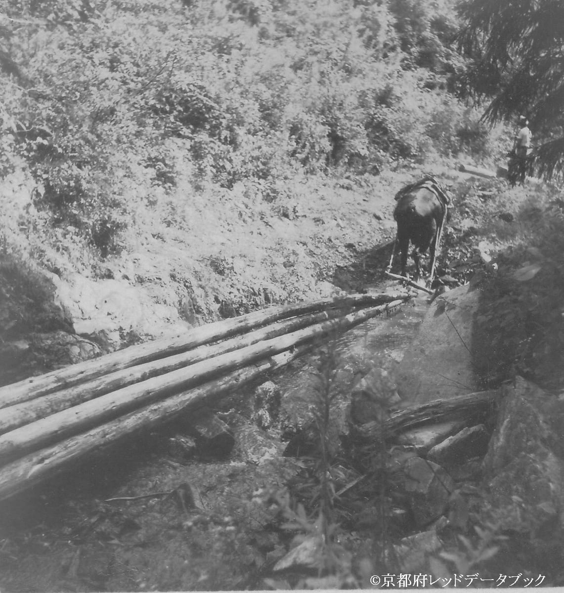 写真17　牛に木材を曳かせているところ。北山。1935年頃。