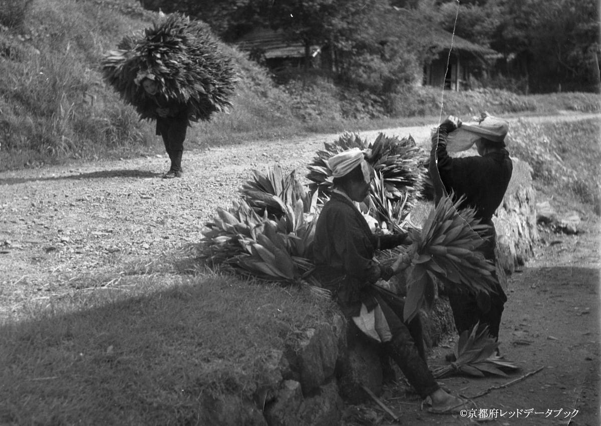 写真25　ササの葉運び。鞍馬街道。昭和時代初期。