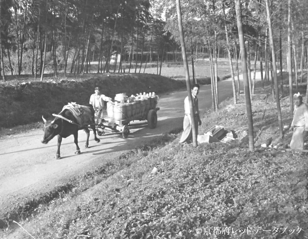 写真32　竹林に施肥する屎尿を載せた牛引き車。昭和36年（1961）頃。大原野。