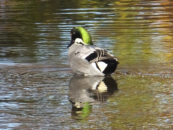 2016akibare8