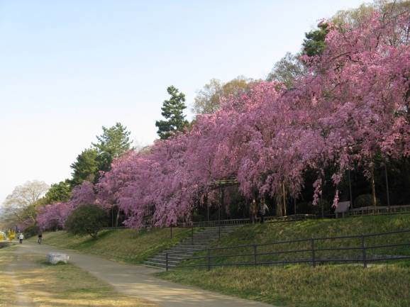 半木の道桜の様子