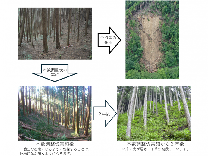 森林整備
