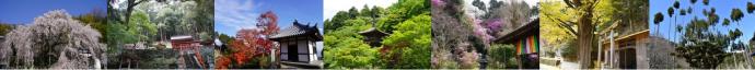 kyoto_shinrinbunka
