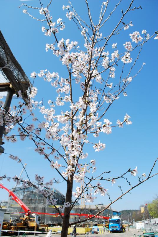 新館_201504_桜