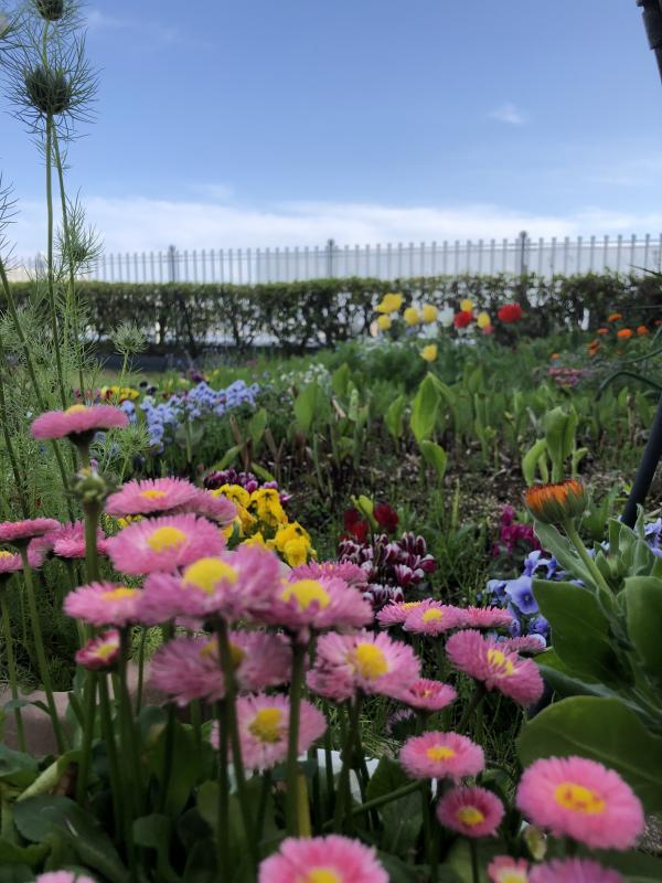 屋上の花々