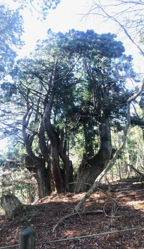 하나세 숲의 거대 삼나무