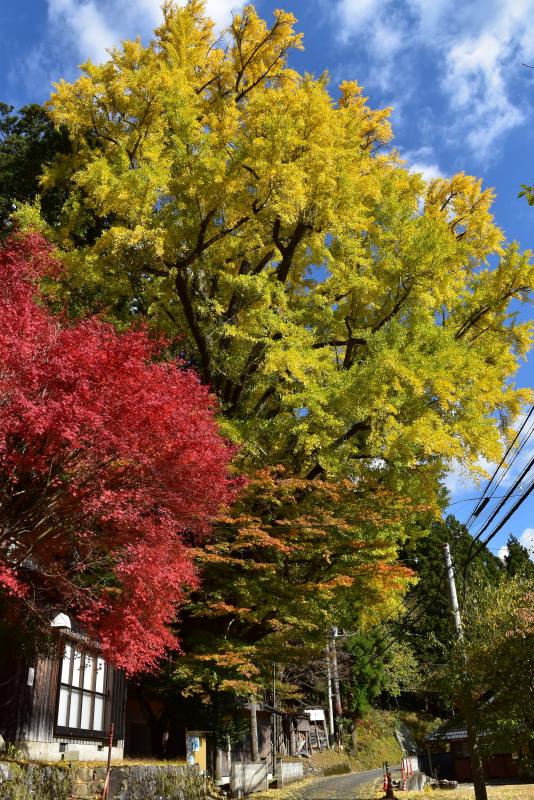春日神社的大銀杏