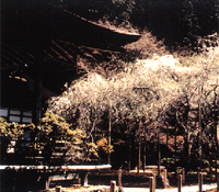 常照皇寺（京都の自然200選）