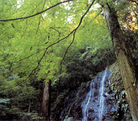 鷲峰山御（五）光の滝（京都の自然200選）