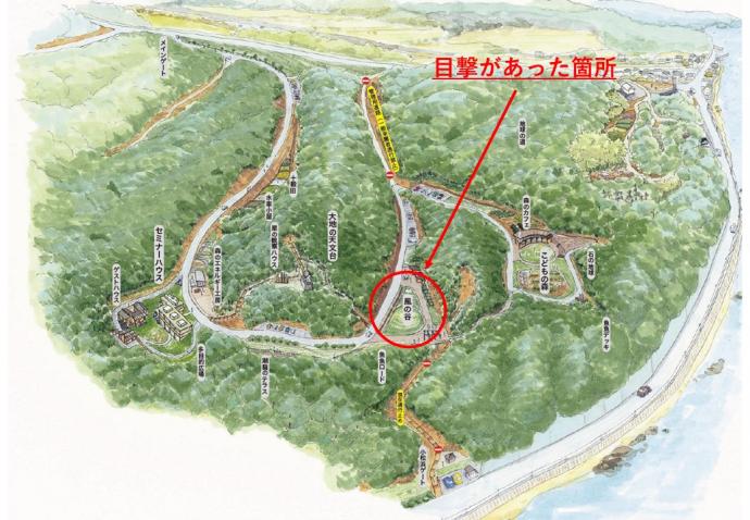 クマ0531