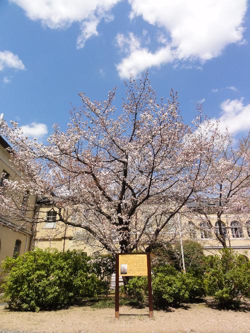 写真:かたもりざくら