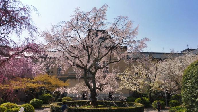 満開時の桜の様子