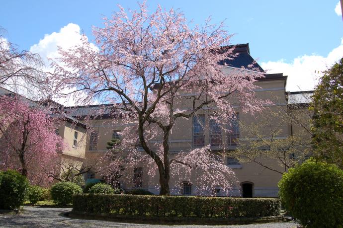 満開の祇園しだれ桜