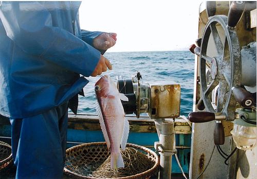 魚体には触れない