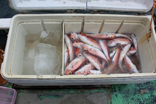 魚体保存用クーラーボックス