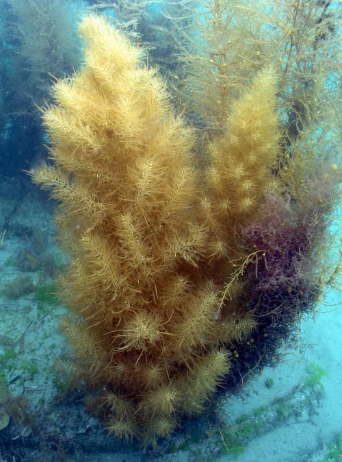 海底に生えるアカモク