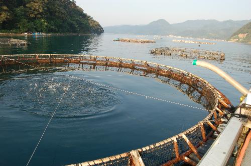 ペレットの給餌の様子