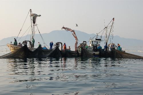 定置網漁業の様子