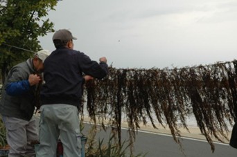 ホンダワラを干している様子