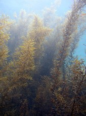 海中のホンダワラ