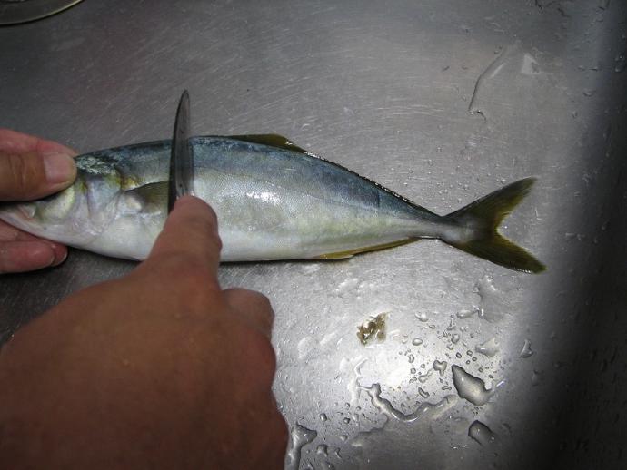 煮付けの作り方 ツバス ブリの幼魚 京都府ホームページ