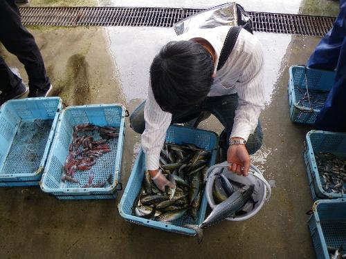 水揚げ場で鮮魚を選ぶ一般客