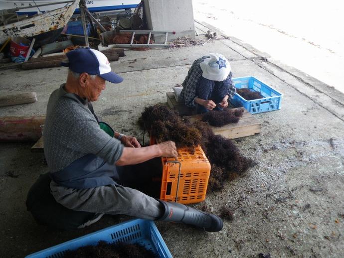 エゴノリを掃除する漁業者