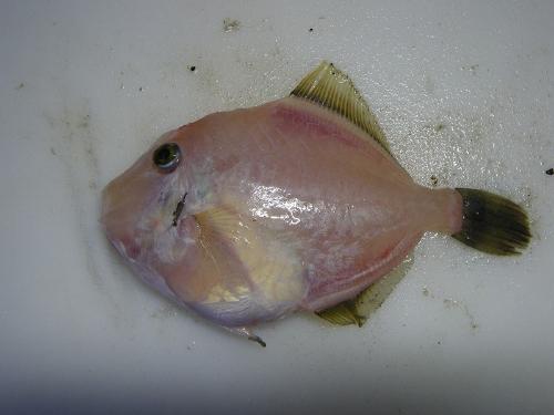 魚の下処理 カワハギ 京都府ホームページ