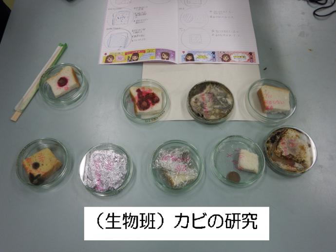 (生物班)カビの研究