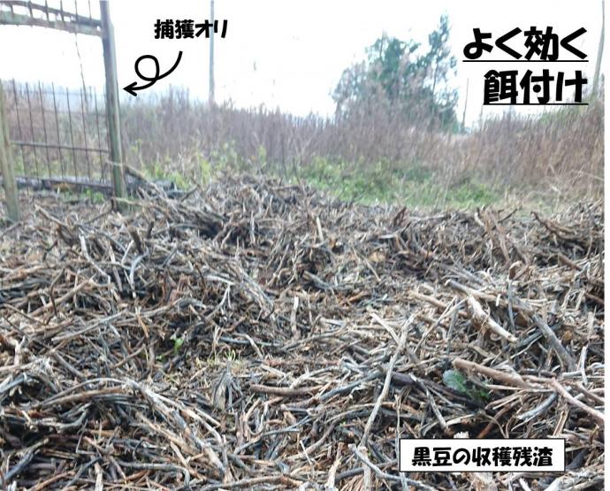 黒豆の収穫残渣を使用した捕獲