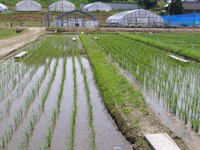 作況調査の田