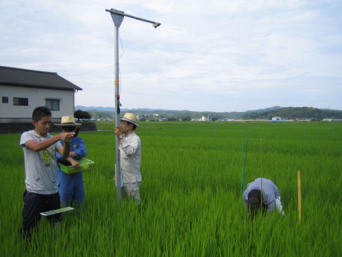 携帯カメラを使って簡単に生育量を測定できる技術を研究しています。