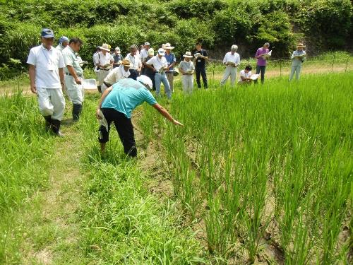 ほ場の様子を確認