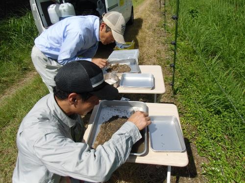 生き物調査