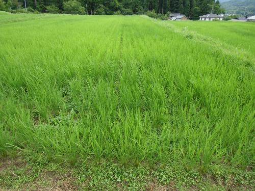 機械除草ほ場・コナギ少発生