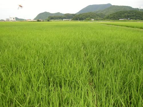 冬期湛水ほ場