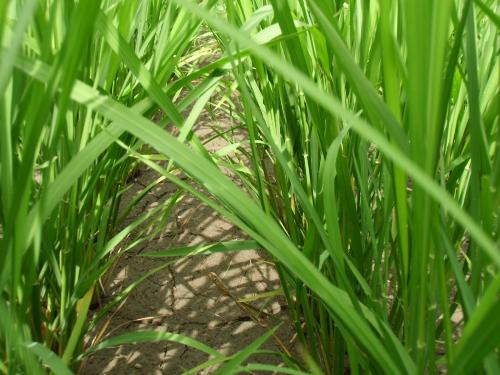 冬期湛水ほ場・雑草の発生少ない